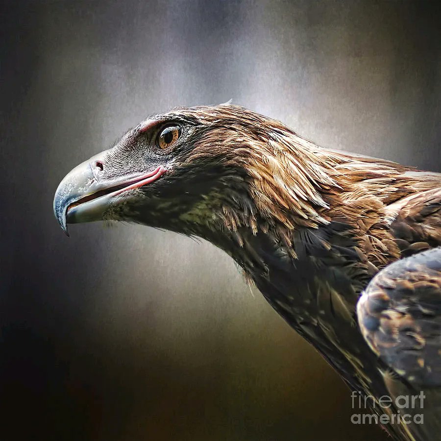 KayeMenner's tweet photo. #Wedgetailed #Eagle #Portrait By Kaye Menner #Photography Quality #prints lovely #products at:
https://t.co/XYnXriFXQD https://t.co/WdwoU81FiK