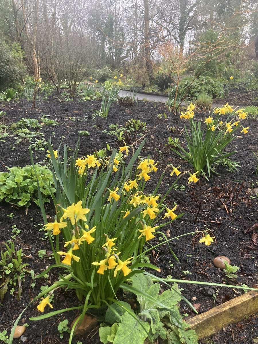 InfocusWestHill's tweet photo. It maybe damp and muddy under foot but, but by bit plants are emerging &amp; are springing into life https://t.co/YdEOZcDnZk
