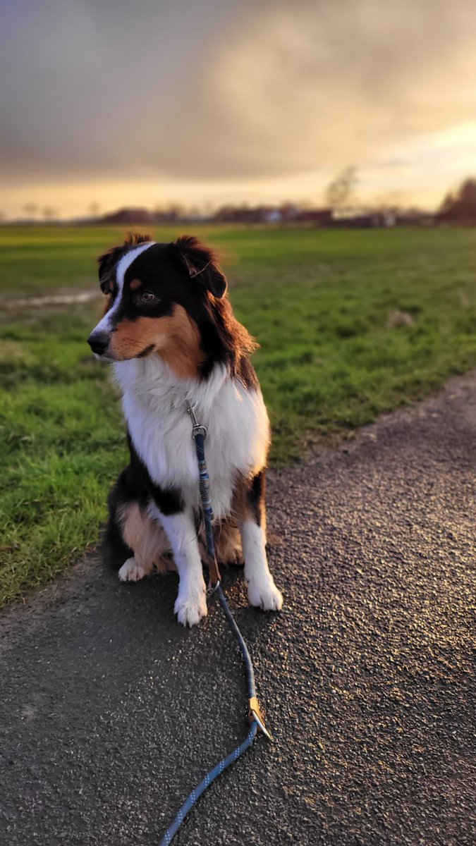 Hallo, ich bin reaktiv, komme nicht zur Ruhe und möchte gerne jeden Menschen und Hund umschmeißen. Aber ich bin hübsch 🐶