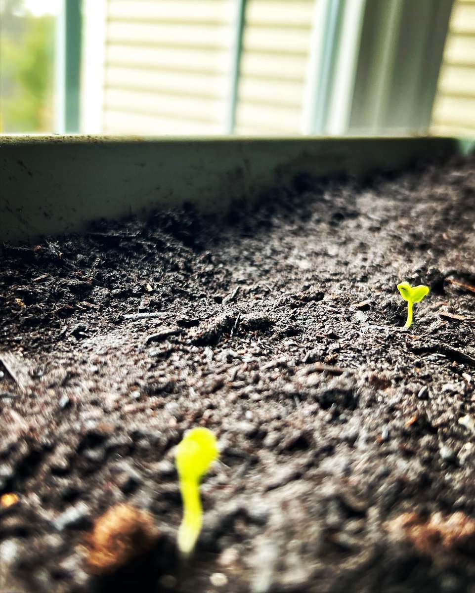 Starting plants indoors this time of year will give you a head start to our short New England growing season. As always know what you are growing in for best results! #compost #soils #pottingmix #knowb4yougrow #letsgrow