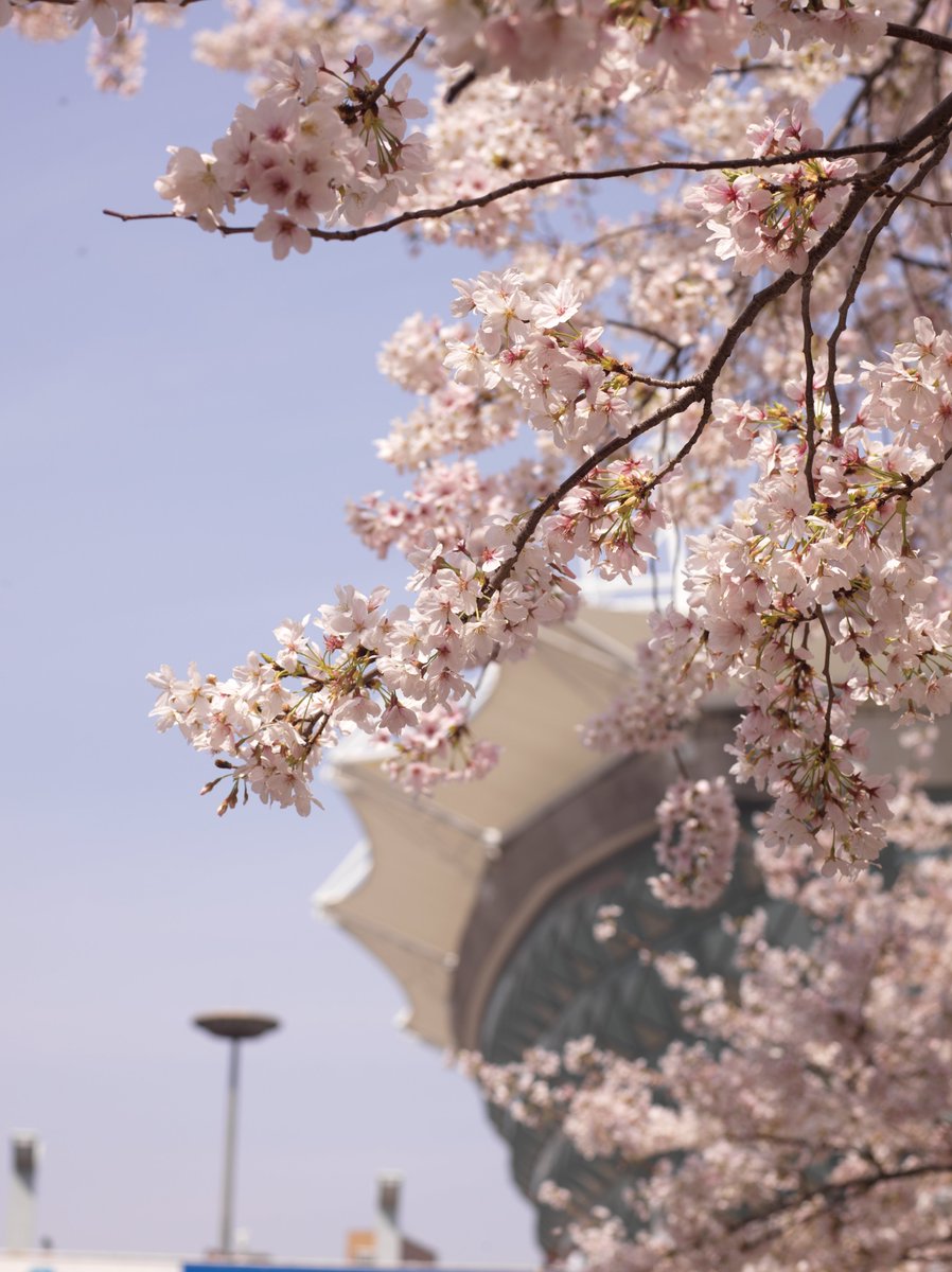 装修好烦哦。。已经半年了。。今天主下水管堵住了，水从我们的下水口出来了，然后流到楼下去了。。
今天下雨这花花也要没了。。