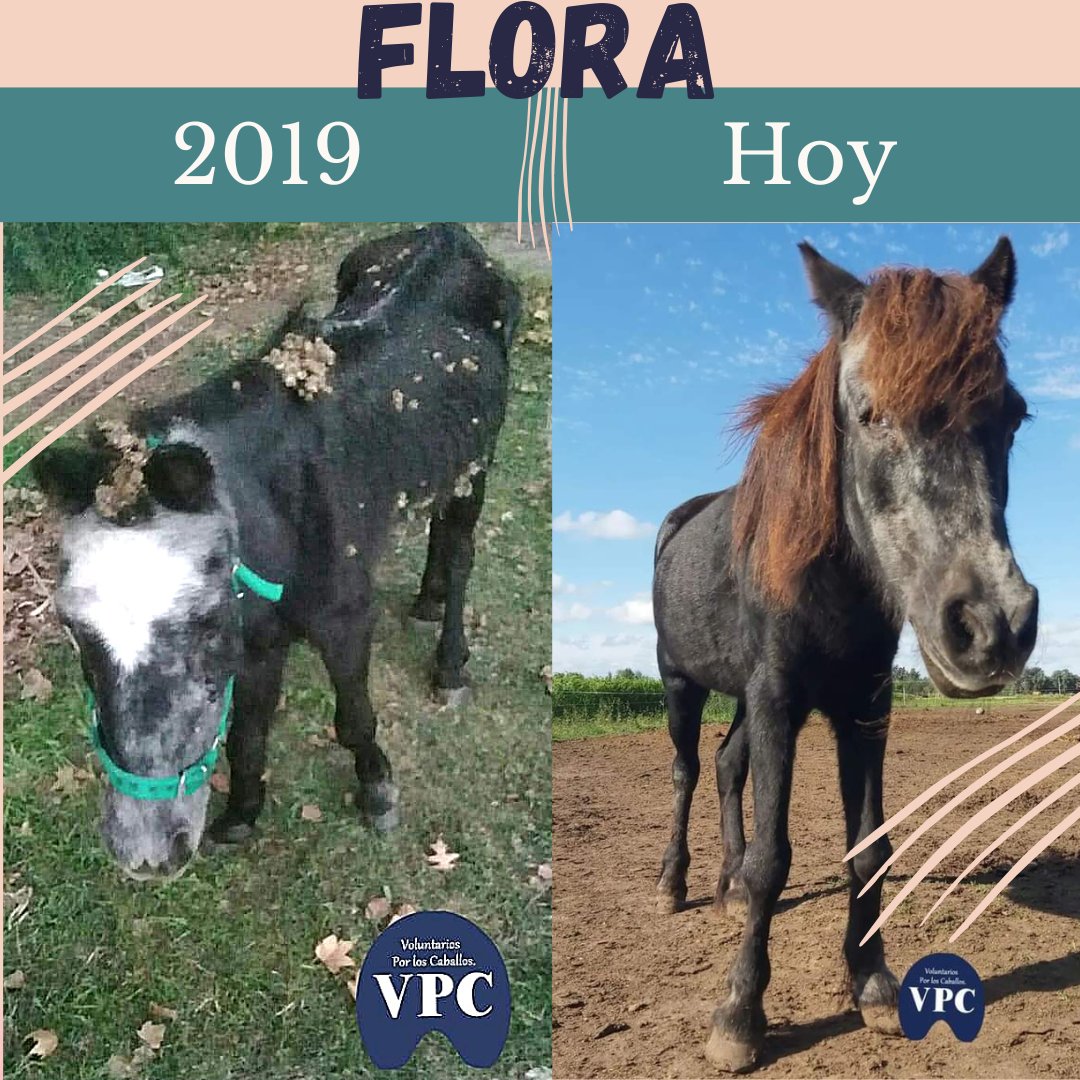 #Flora, hoy 4 años de su rescate💪, Florita bella, te dejaron como una cosa, sin agua, sin comida, ciega,  hoy sos nuestro tesoro, y junto a Goliat disfrutas tu ancianidad como corresponde 🙌
Llegar a viejo y que te descarten no tiene perdón. 
Te amamos Flora ❤
#ayudanos