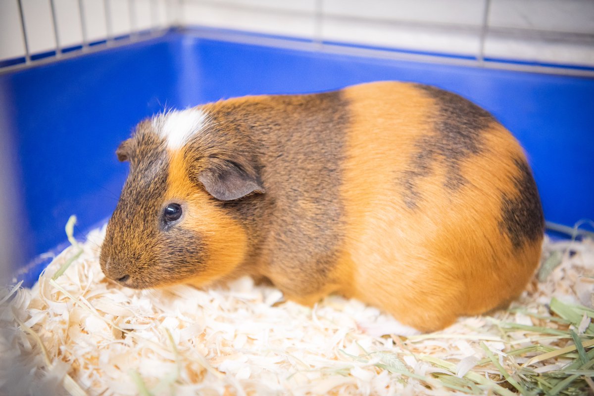 Howard County Police Department tweet media