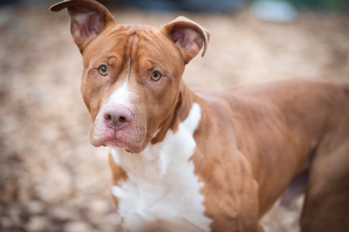 Howard County Police Department tweet media