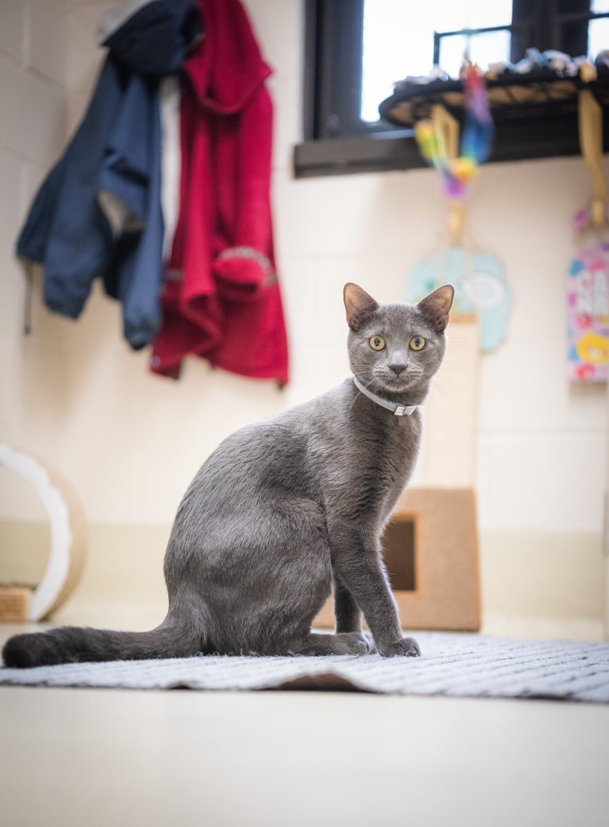 Howard County Police Department tweet media