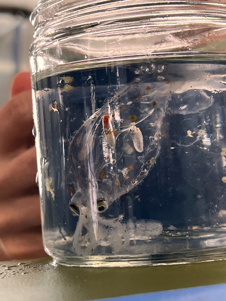 Zack Gold et al just published their #CalCOFI ethanol #eDNA paper 

🧬"Message in a bottle: Archived DNA reveals marine heatwave-associated shifts in fish assemblages" 🧬

read it here -&gt; doi.org/10.1002/edn3.4…
