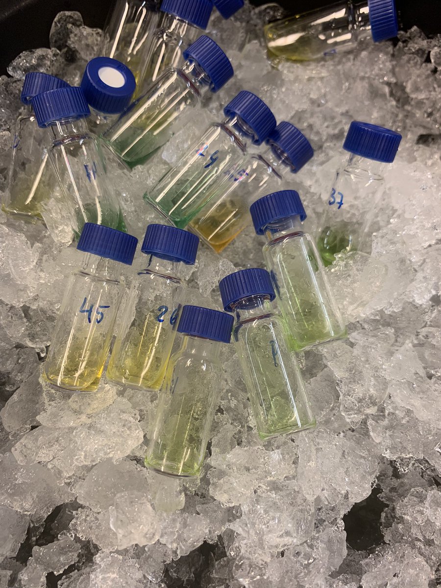 Extracting metabolites from Fusarium-inoculated oat for LC-MS analysis. Love the color scheme. 🌱✳️🟢 #fusarium #oat #lcms