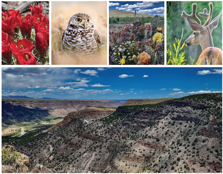 Stacy Timmons' highlights groundwater data in New Mexico in the March–April 2023 edition of Green Fire Times.  Check out page 11! 

conta.cc/3TQtD7v

#NMWaterData, #NMWDI, #NewMexicoWaterData, #Groundwater, #WaterData #RioGrande #greenfiretimes <a href="/greenfiretimes/">GreenFireTimes.com</a>