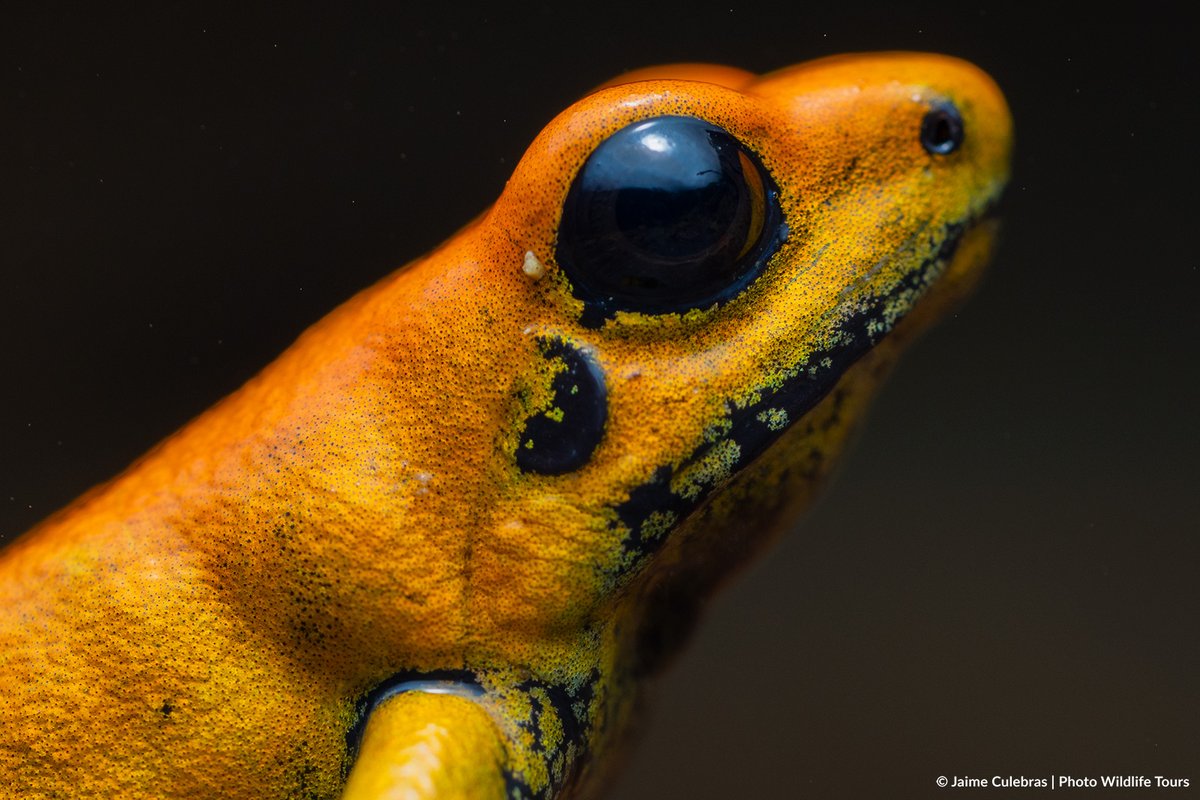 Jaime_Culebras's tweet photo. Las emblemáticas ranas venenosas (Familia #Dendrobatidae):
"Ranitomeya flavovittata", Perú.
"Ameerega bilinguis", Ecuador.
"Phyllobates bicolor" Colombia.
"Dendrobates auratus", Costa Rica.
#poisonfrog #ecuador #colombia #costarica #peru #frog https://t.co/PCgfMwCABK