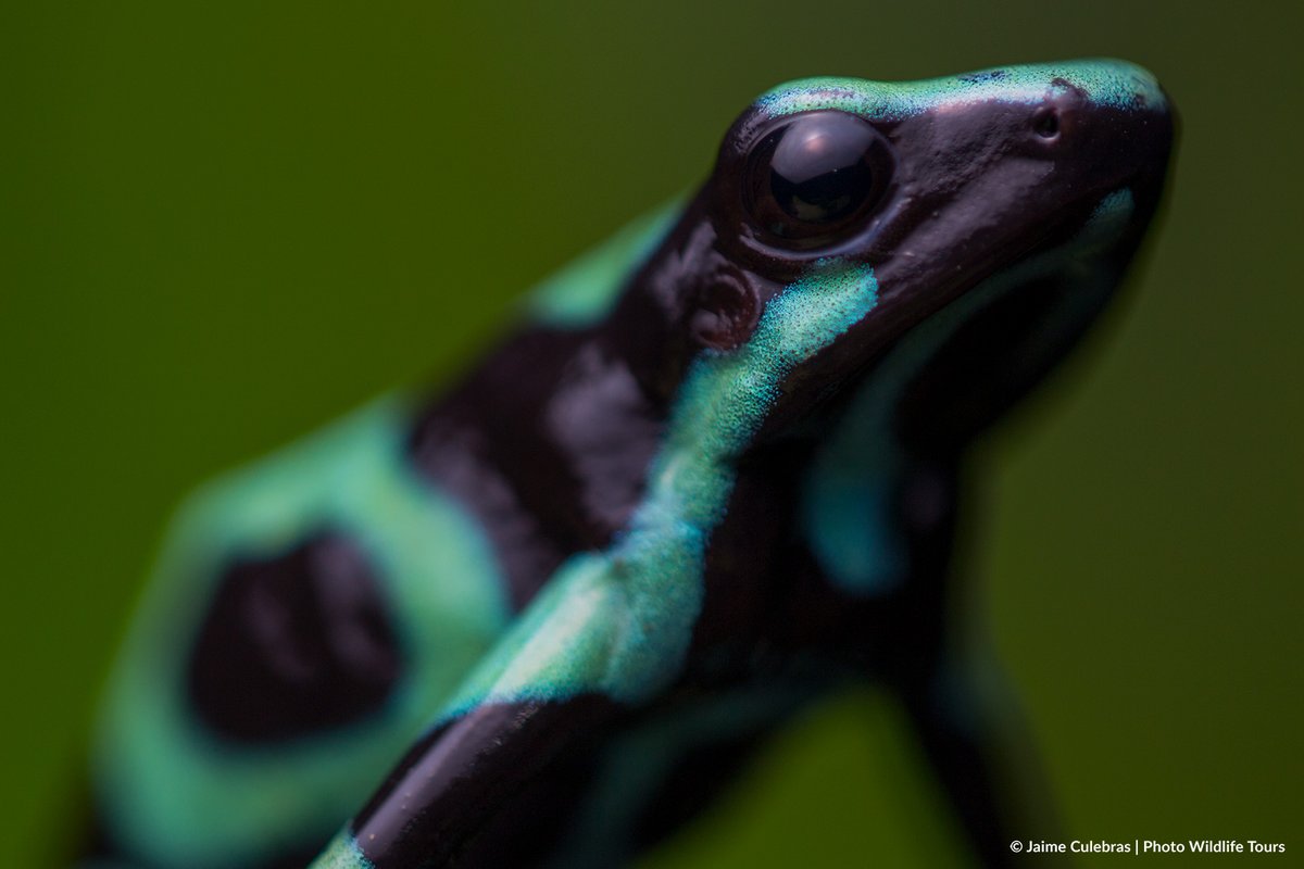 Jaime_Culebras's tweet photo. Las emblemáticas ranas venenosas (Familia #Dendrobatidae):
"Ranitomeya flavovittata", Perú.
"Ameerega bilinguis", Ecuador.
"Phyllobates bicolor" Colombia.
"Dendrobates auratus", Costa Rica.
#poisonfrog #ecuador #colombia #costarica #peru #frog https://t.co/PCgfMwCABK