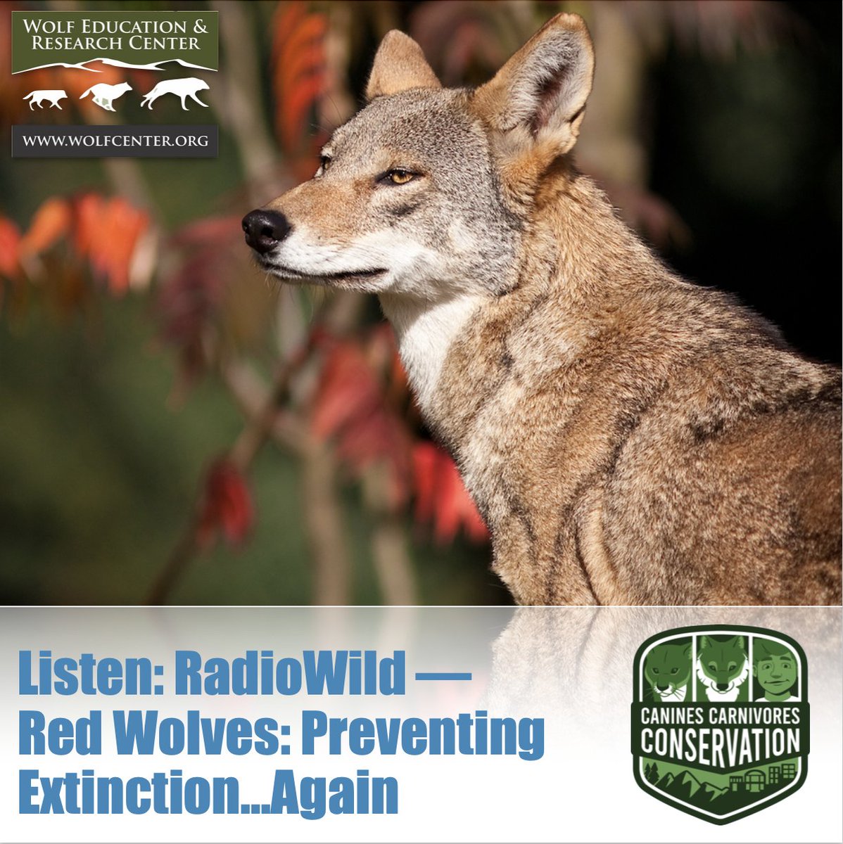 SawtoothLegacy's tweet photo. Listen to this conversation with Regina Mossotti from the Endangered Wolf Center in this throwback episode of RadioWild. We discuss what’s special about the red wolf, whether they’re a threat to livestock, and how politics affect them. Listen: https://t.co/IVfpI79lM5 https://t.co/HMNZ7O78IQ