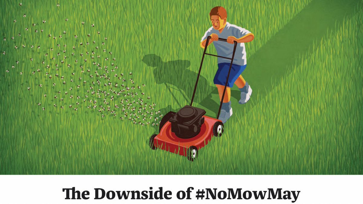 OntarioNature's tweet image. Instead of encouraging #LazyLawns &amp;amp; #NoMowMonday, landscapes for native biodiversity and ecological integrity need to be nurtured.

We need to engage, tend and cultivate the natural communities we depend on 🐝

Here's why: ow.ly/Lctb50NtZIk @SaveWildBees @BeesYork @YorkUEUC