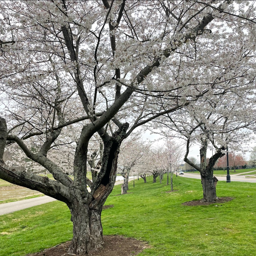 🌸 The cherry blossoms before last night's frost 🌸