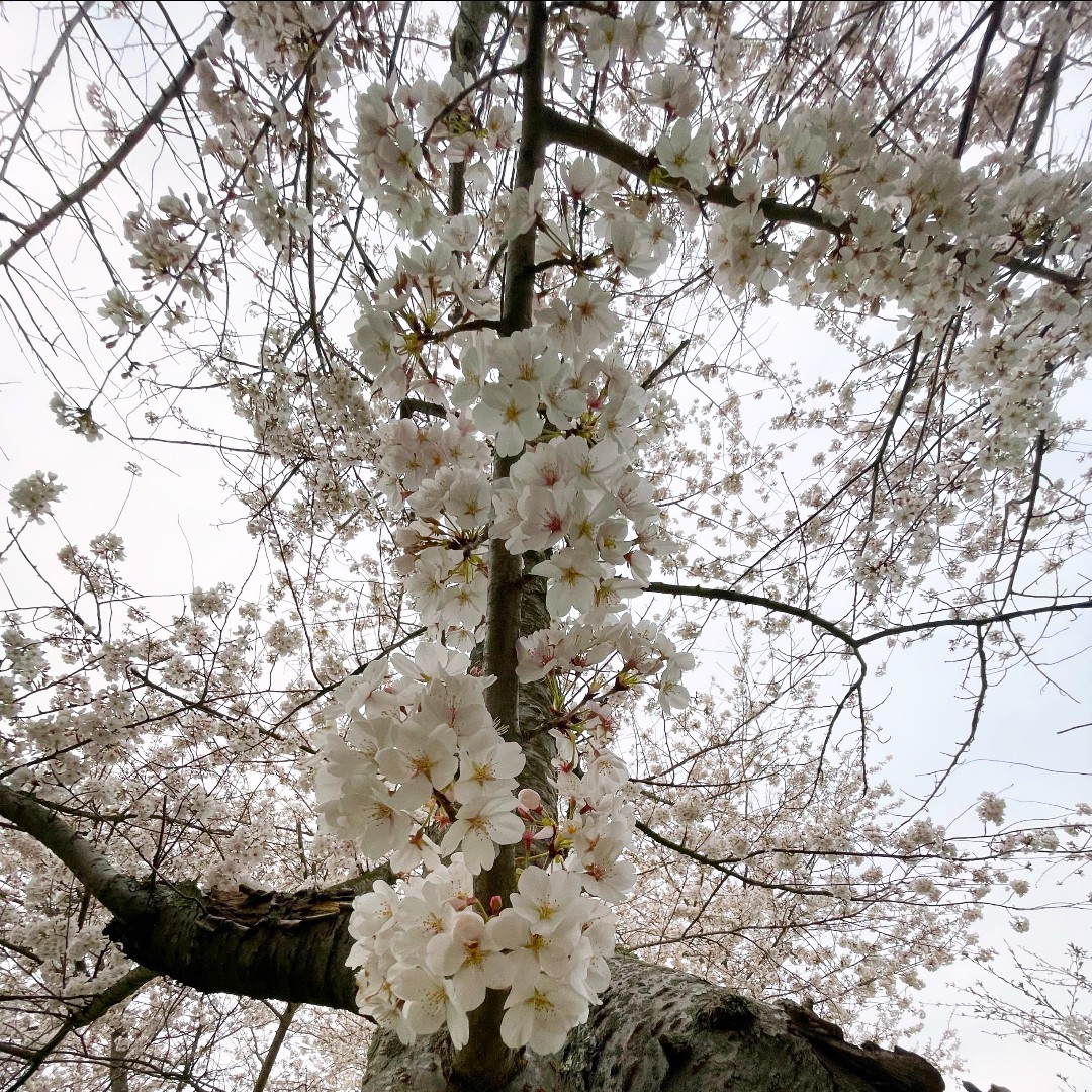 OHIOInvolvement's tweet photo. 🌸 The cherry blossoms before last night's frost 🌸 https://t.co/CthsRW4jTg