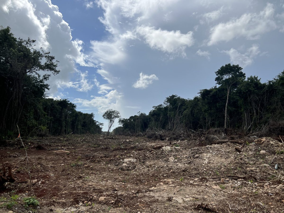International Rights of Nature Tribunal (@rontribunal) on Twitter photo ⚠️ Tribunal Internacional de los #DerechosdelaNaturaleza en respuesta a las declaraciones del presidente de México, <a href="/lopezobrador_/">Andrés Manuel</a>
Descarga el comunicado aquí: rightsofnaturetribunal.org/tribunal-en-re… ⚠️ Tribunal Internacional de los #DerechosdelaNaturaleza en respuesta a las declaraciones del presidente de México, <a href="/lopezobrador_/">Andrés Manuel</a>
Descarga el comunicado aquí: rightsofnaturetribunal.org/tribunal-en-re…