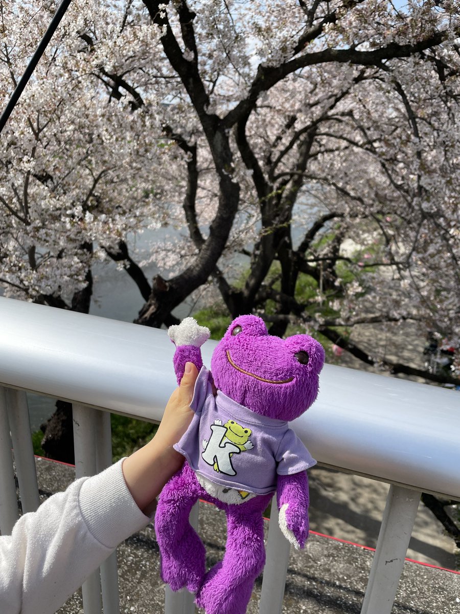 beri_co's tweet photo. パープル(通称パー)の花見🌸
キレイ(うわずった声で)💕 https://t.co/HIL5xKrwY5