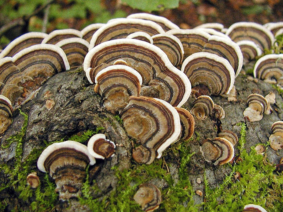 Turkey Tail Mushrooms A potent cancer killer used as early as the 15th