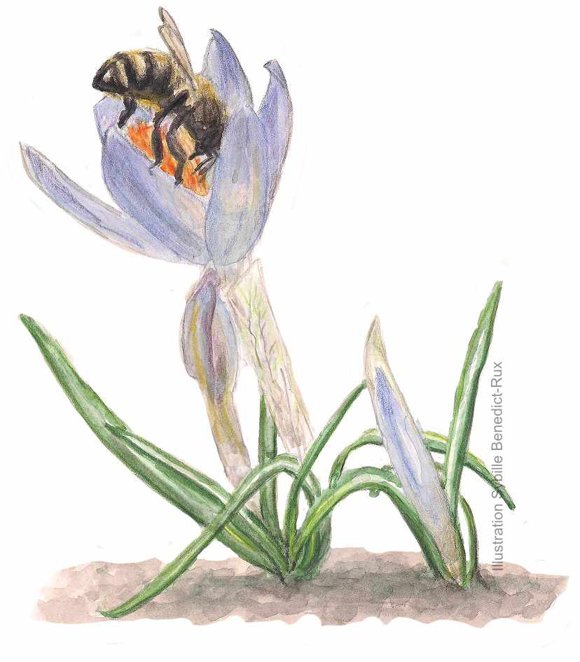 Heute mal ein ziemlich kleines Tier aus dem Archiv: Biene im Krokus. Aquarell und ein Hauch Bunstift 
#animalmarch #SaveTheBees #Bienen #watercolorpainting