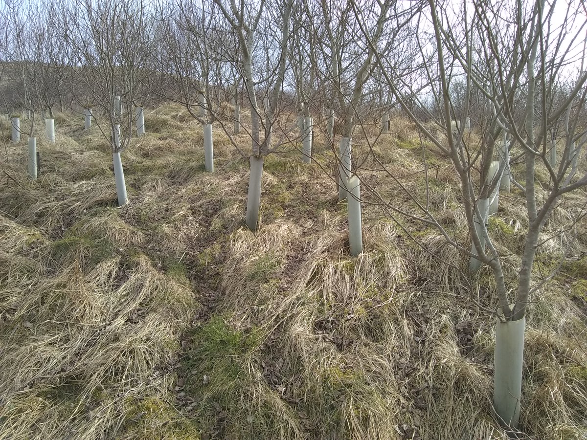 Can you help us Free the Trees by removing guards at Carrifran Wildwood on any of these dates? Saturday 22nd April, Saturday 27th May, Saturday 7th October, Saturday 28th October. For more info or to register email our Engagement Officer: volunteer@bordersforesttrust.org