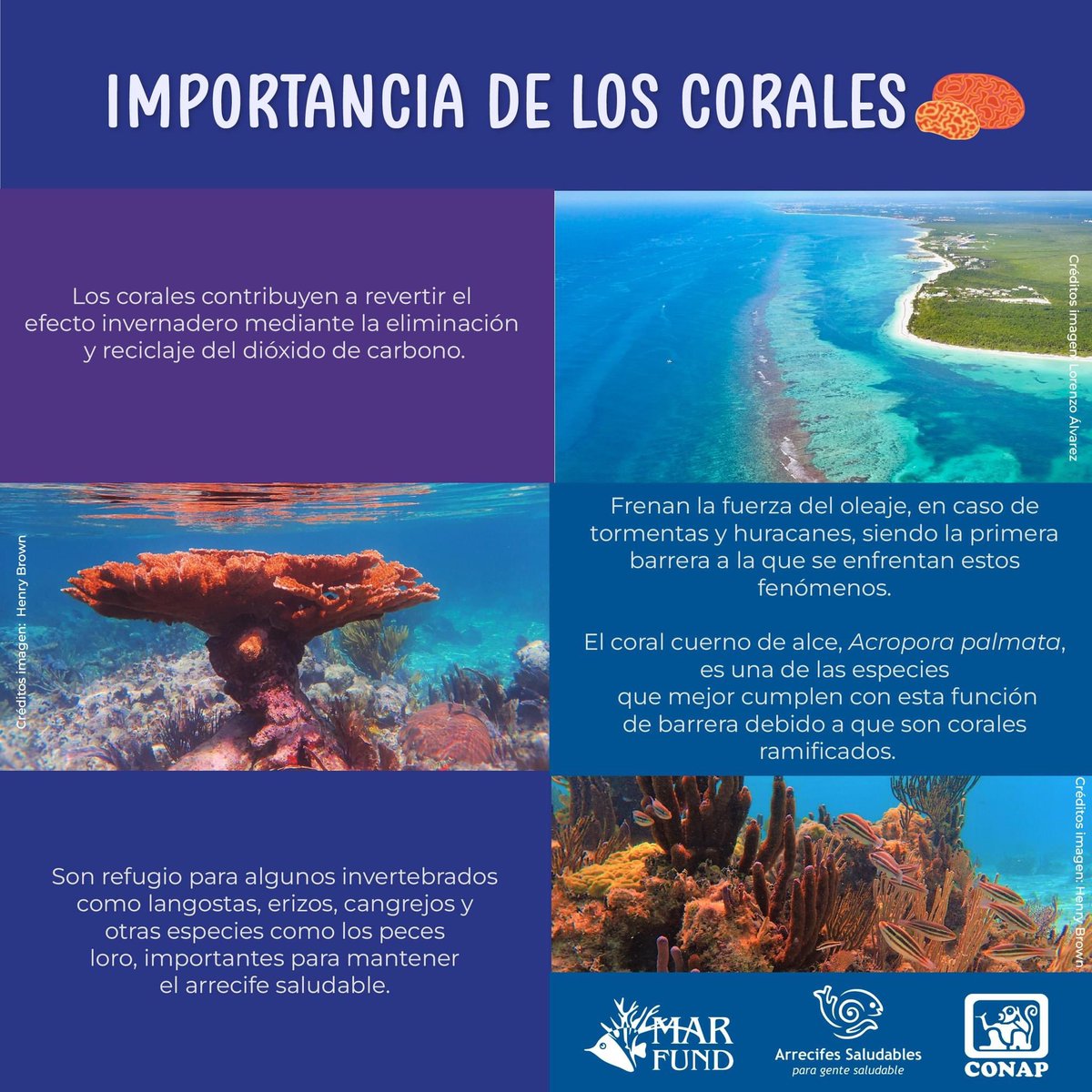 ¿Sabías qué es un #coral? Aquí te presentamos sus formas de reproducción, alimentación y cómo se componen ⬇🪸
Lee y comparte. 

Conoce, valora y actúa en favor de la conservación del #SAM.

#Arrecife #GuatemalaMegadiversa #Conservación #EcosistemaMarino
#ArrecifeMesoamericano