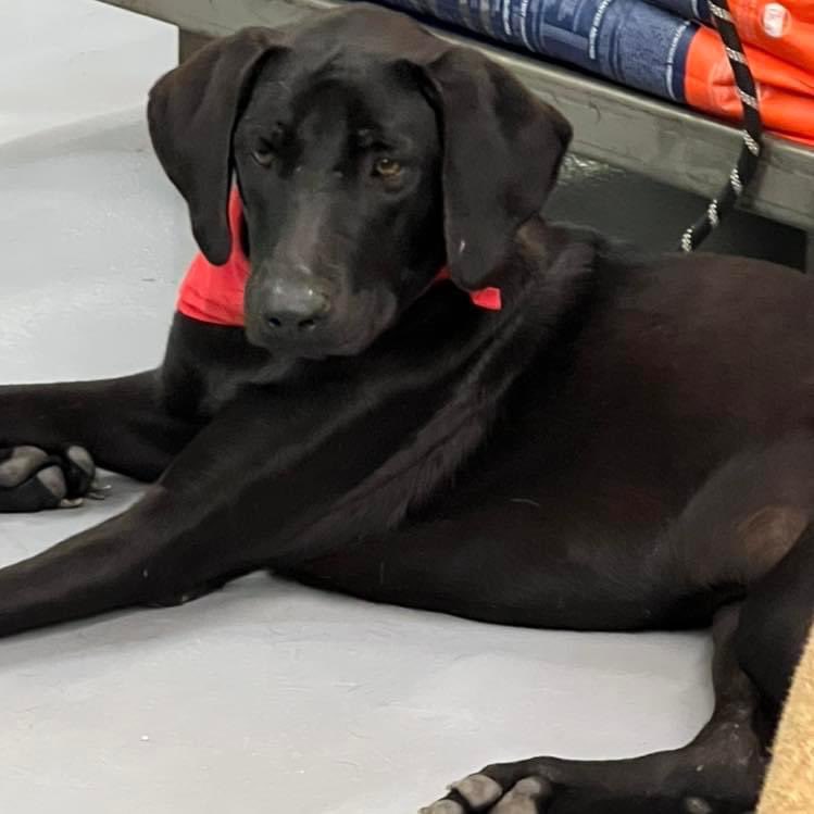 caninos911's tweet image. ‼️EN ADOPCIÓN‼️
Soy Papi Juancho ll , (perrito rescatado de la BMW) , soy un mestizo muy apuesto 🙈, cariñoso, tranquilo, de tamaño grande y muy educado. Tengo 1 añito y estoy listo para ser tu mejor compañero ❤️👨‍👩‍👧‍👦🏠🐶.

Adopciones whatsapp: 9931940616
#Caninos911