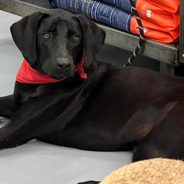 caninos911's tweet image. ‼️EN ADOPCIÓN‼️
Soy Papi Juancho ll , (perrito rescatado de la BMW) , soy un mestizo muy apuesto 🙈, cariñoso, tranquilo, de tamaño grande y muy educado. Tengo 1 añito y estoy listo para ser tu mejor compañero ❤️👨‍👩‍👧‍👦🏠🐶.

Adopciones whatsapp: 9931940616
#Caninos911