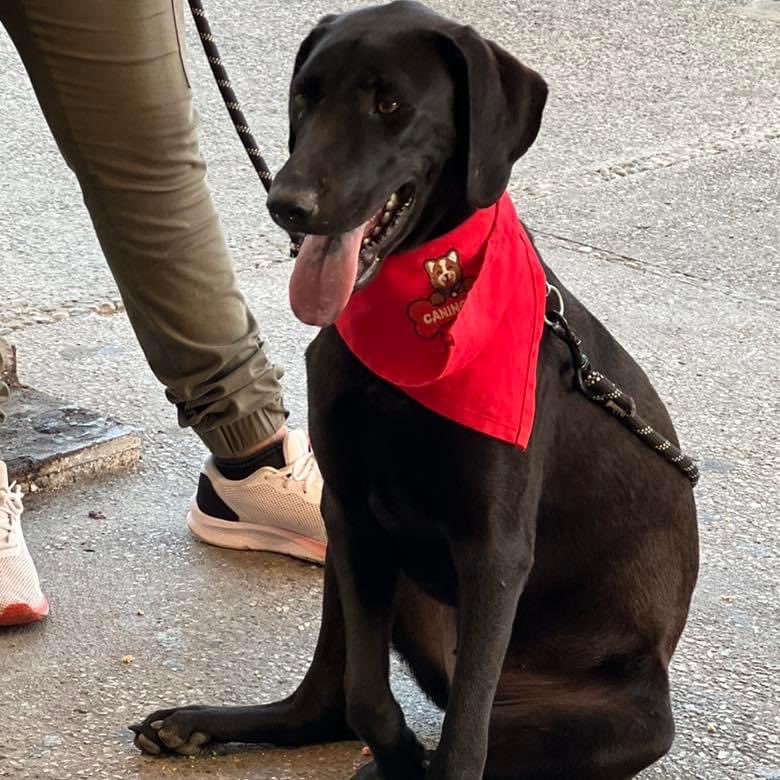 caninos911's tweet image. ‼️EN ADOPCIÓN‼️
Soy Papi Juancho ll , (perrito rescatado de la BMW) , soy un mestizo muy apuesto 🙈, cariñoso, tranquilo, de tamaño grande y muy educado. Tengo 1 añito y estoy listo para ser tu mejor compañero ❤️👨‍👩‍👧‍👦🏠🐶.

Adopciones whatsapp: 9931940616
#Caninos911