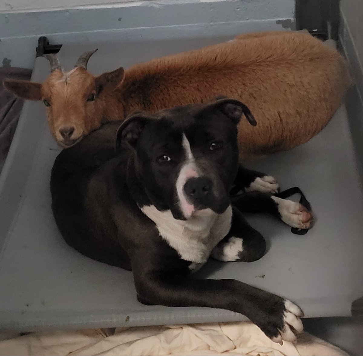 wsvn's tweet photo. FURRY FRIENDS: A North Carolina animal shelter is looking for the right home for a pair of pals – a goat and a dog who were surrendered to the shelter together. https://t.co/fJBb8xwpzi 
📸 Wake County Animal Center https://t.co/Na4RfVBrbe