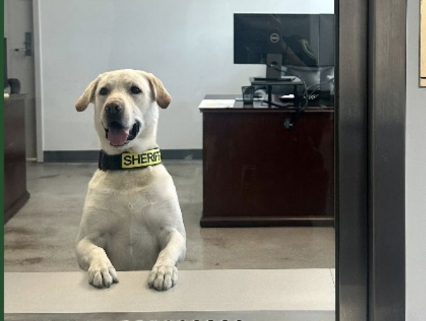 The Golden Ratio tweet media