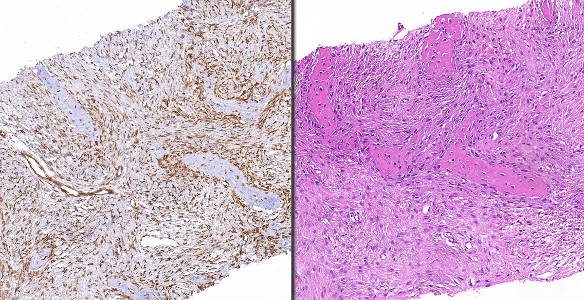 Manana Jikurashvili tweet media