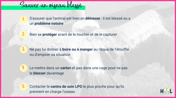 Comment sauver un #oiseau blessé dans la nature ? 🐤

Voici quelques étapes à suivre si vous vous retrouvez nez à nez avec un oiseau sauvage en détresse 🤯

Cette année, le Centre de soins @lpoak fête ses 20 ans, merci à eux pour toutes les #actions accomplies  😍

@lpofrance