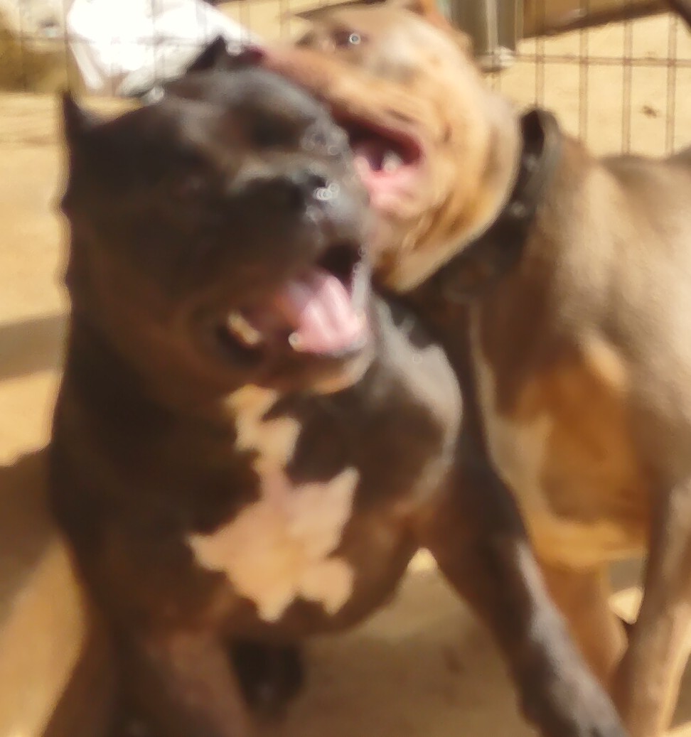 DenBullies's tweet photo. Deuce Deuce (Emmitt) refusing to be taken down by Novaceck Urself. Yes that's their full names and living up to them. (They are playing) #americanbully #bulliesoftheden #Emmittsmith #Novaceck #DallasCowboys https://t.co/BGYOFQMSnj