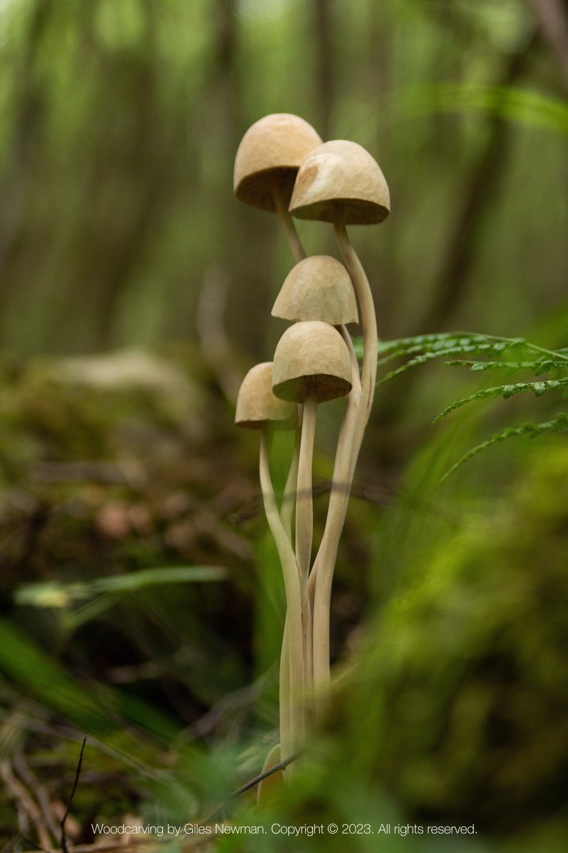giles_newman's tweet photo. “The world's a forest, in which all lose their way; though by a different path each goes astray.”
- George Villiers

Mushroom spoon (2018)
Carved by knife in wood from a naturally fallen Silver Birch tree. #mushrooms #spooncarving #woodworking #woodart #woodcraft #finewoodwork https://t.co/v2UO7O2wW9