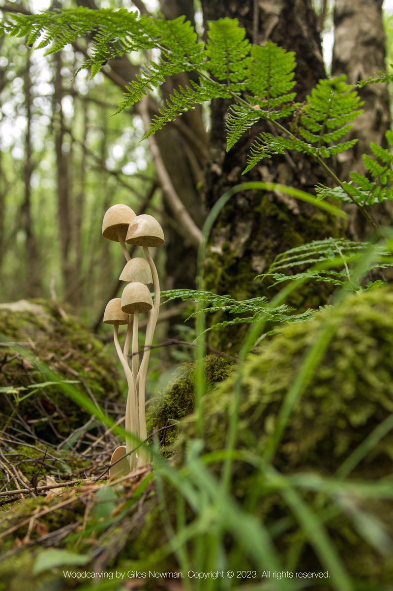 giles_newman's tweet photo. “The world's a forest, in which all lose their way; though by a different path each goes astray.”
- George Villiers

Mushroom spoon (2018)
Carved by knife in wood from a naturally fallen Silver Birch tree. #mushrooms #spooncarving #woodworking #woodart #woodcraft #finewoodwork https://t.co/v2UO7O2wW9