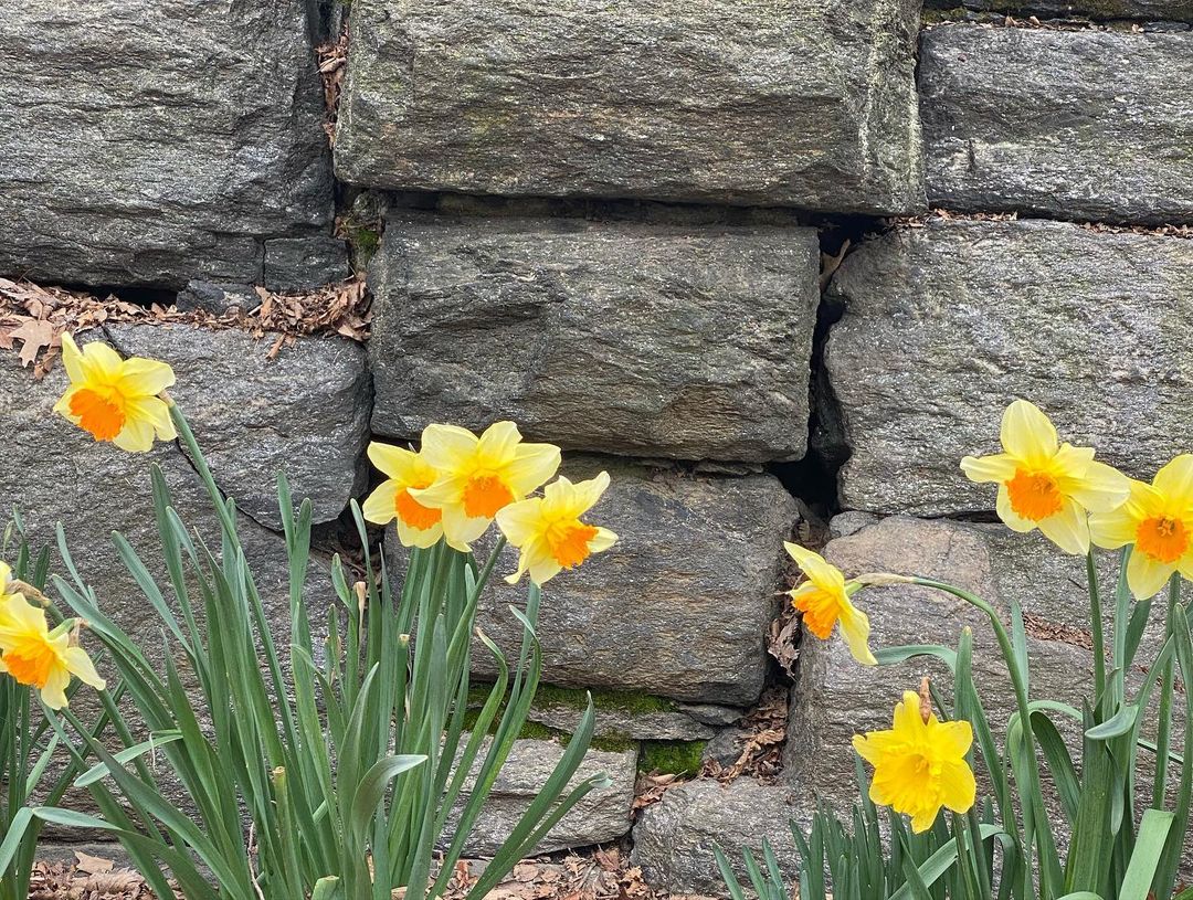 NY4P's tweet photo. Spring is here and daffodils are blooming!

NY4P's #DaffodilProject is living memorial, a catalyst for civic engagement, and a testament to the critical importance of parks and open spaces in NYC.

We're so grateful for the parks stewards who bring this project to life each year! https://t.co/HsxJJ3SYtB