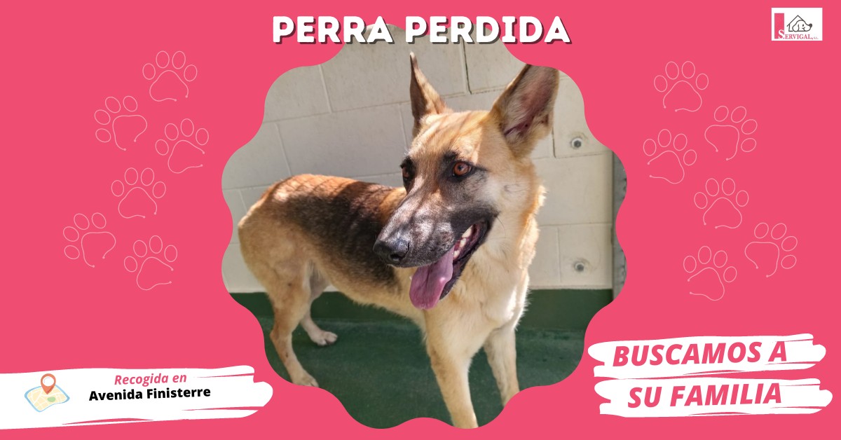 🐶 PERRA PERDIDA

❗ Este perrita fue recogida en la Avenida Finisterre, a la altura del número 75.

🐾 Tiene chip, pero no está correctamente dada de alta, y se encuentra en nuestras instalaciones de Limiñón (Abegondo).

📣  Ayúdanos compartiendo o llamando al 📞 981 67 90 83.