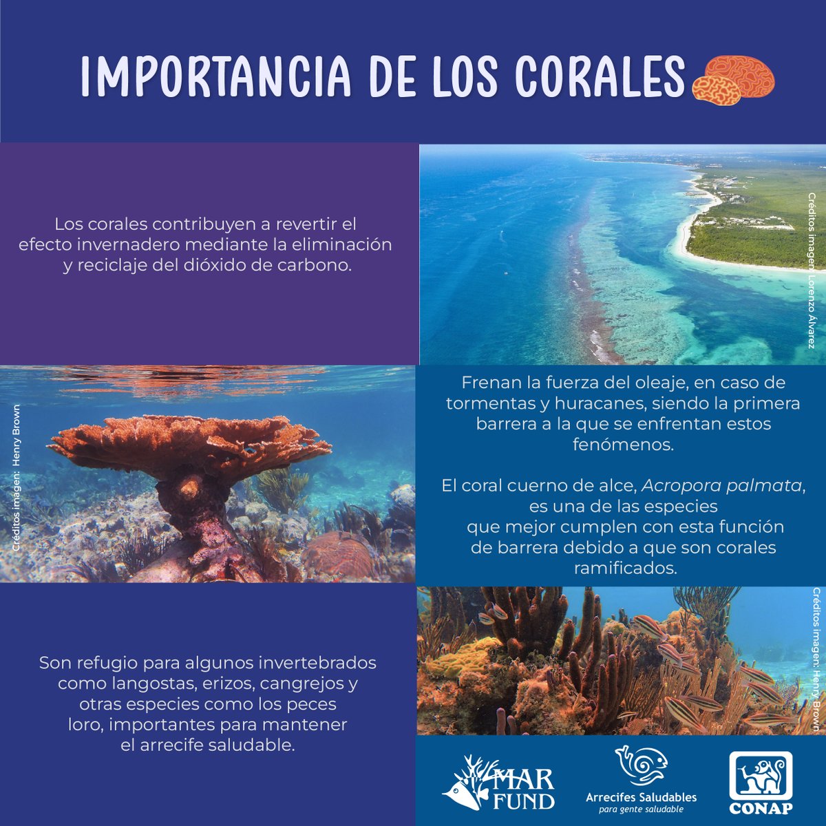 ¿Sabías qué es un #coral? Aquí te presentamos sus formas de reproducción, alimentación y cómo se componen  ⬇ 🪸 Lee y comparte. 
Conoce, valora y actúa en favor de la conservación del  #SAM. #GuatemalaMegadiversa #Conservación  
#MARFund, #SomosRedLAC @CONAPgt @HealthyReefs