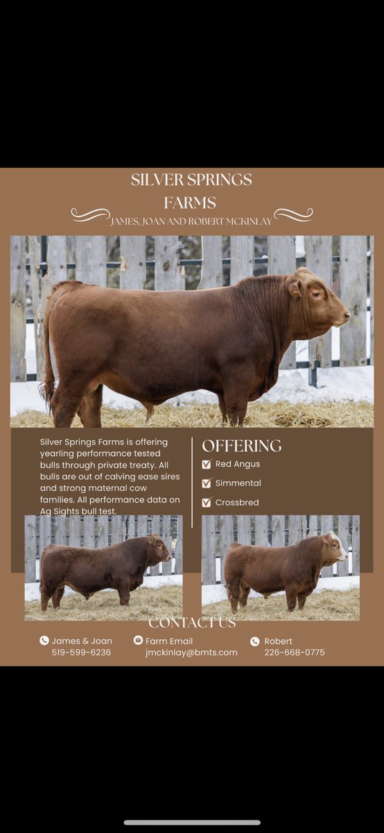 Yearling bulls available. Heifer and performance bulls available. Red Angus, Simmental and crossbred bulls available.