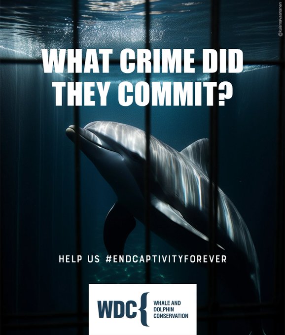 OneMinuteBriefs's tweet photo. A whale-y great effort from OMBLES far and wide today for the #EndCaptivityForever brief with @whalesorg 🐋❤️ From powerful copy to heart-touching imagery, the brief just goes to show how important this issue is to not a few but everyone! 😁✊

Brief extension until 8pm 🥰🙌 https://t.co/vA3KD2yRU7