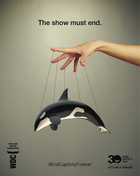 OneMinuteBriefs's tweet photo. A whale-y great effort from OMBLES far and wide today for the #EndCaptivityForever brief with @whalesorg 🐋❤️ From powerful copy to heart-touching imagery, the brief just goes to show how important this issue is to not a few but everyone! 😁✊

Brief extension until 8pm 🥰🙌 https://t.co/vA3KD2yRU7