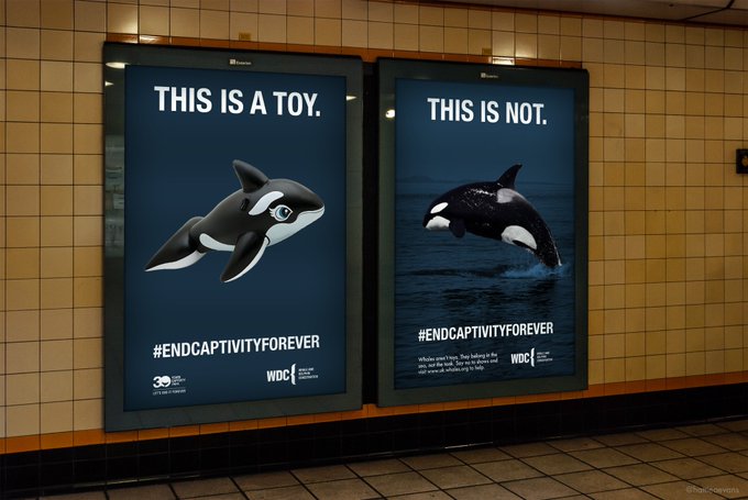 OneMinuteBriefs's tweet photo. A whale-y great effort from OMBLES far and wide today for the #EndCaptivityForever brief with @whalesorg 🐋❤️ From powerful copy to heart-touching imagery, the brief just goes to show how important this issue is to not a few but everyone! 😁✊

Brief extension until 8pm 🥰🙌 https://t.co/vA3KD2yRU7