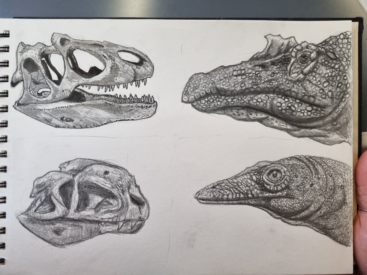 Alloverasaur's tweet photo. Lil panel I've been working on #trex #spinosaurus #sinosaurus #dracoraptor #alloverasaur #dinosaur #paleoart #paleoartist #artist #pencildrawing #sciart #eye #raptor #therapod #sketch #prehistoric #art https://t.co/uEeGFR7XIT