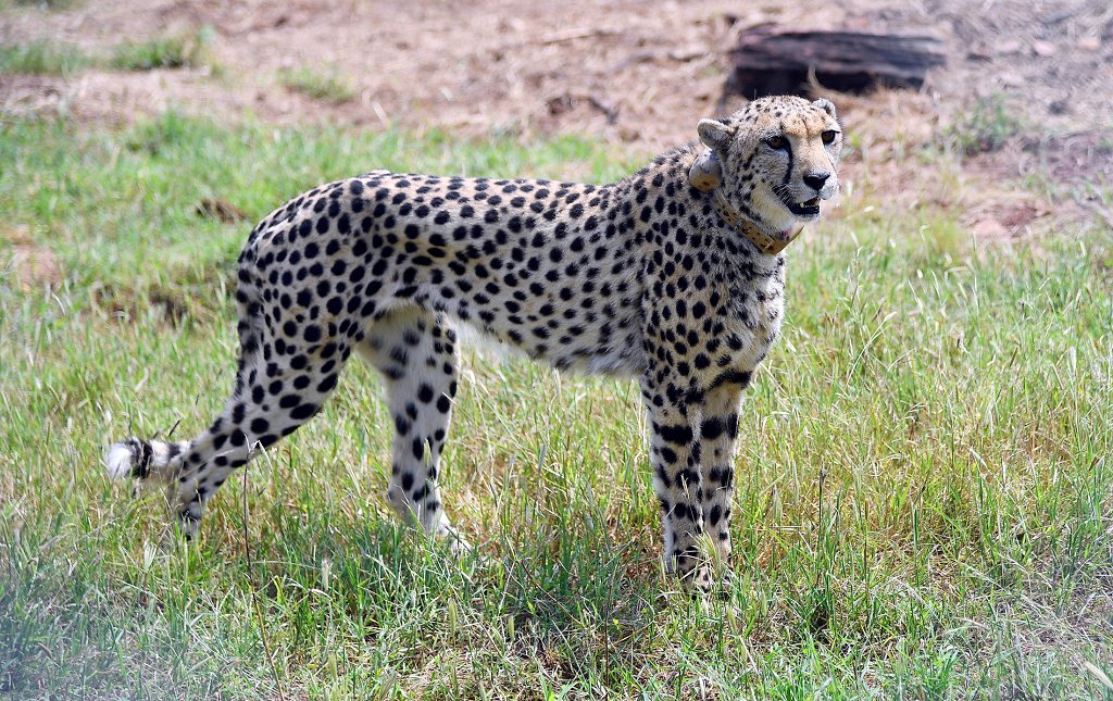 “Momentous event.”

India announces birth of four cheetah cubs 70 years after extinction aje.io/vnpqzr