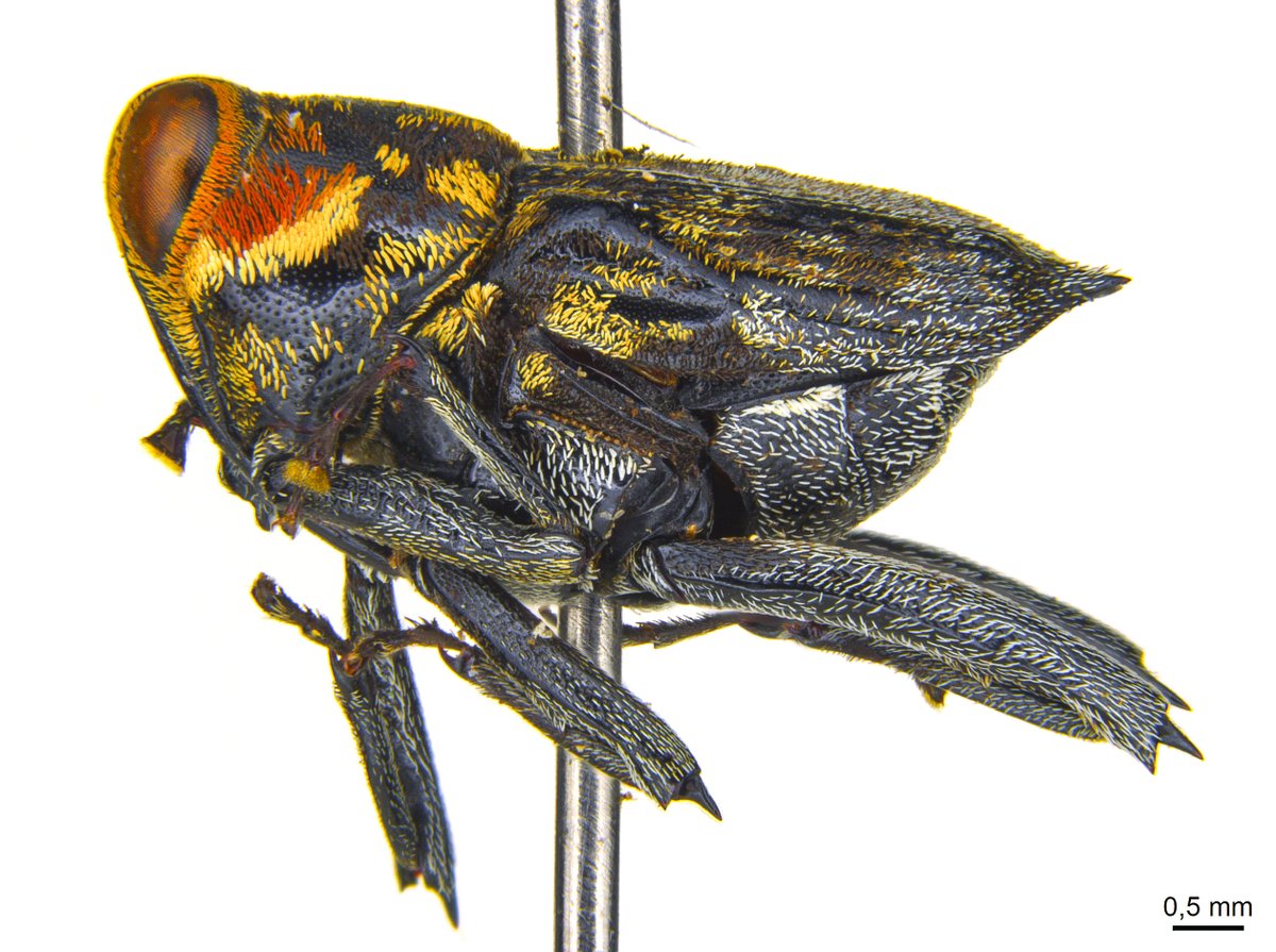 Ederson_liver's tweet photo. #weevil #conoderinae #curculionidae #coleoptera https://t.co/kKfOkvJk3d