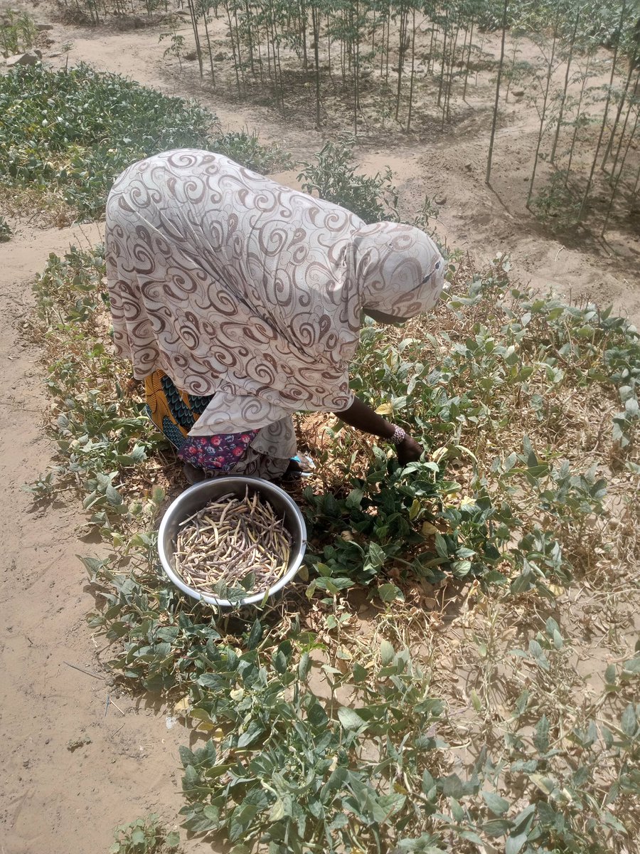 FAO Burkina Faso tweet media