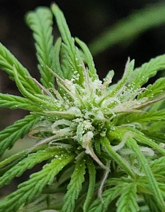 LiciousTt's tweet photo. getting my pollination cherry busted!
Let the seed making begin! I'm excited.
Blueberry Glue Auto
sprinkled with pollen from
Fat Singer (4 assed monkey x double grape)
#weedlovers #Mmemberville @Mmemberville_ #pollenate #makeseedsnotwar #CannabisCommunity #420community https://t.co/V356ezVFZv