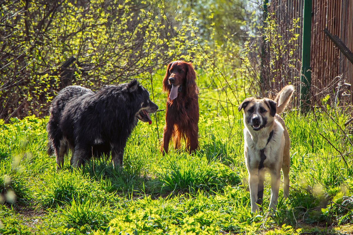 If you've ever wondered what free-range, organically raised dogs look like up close... meet our pups! These ladies live a life of luxury at our family farm, with wide open spaces to graze & roam, an abundance of organic food, #locallysourced fresh water, & rich soil to dig up..