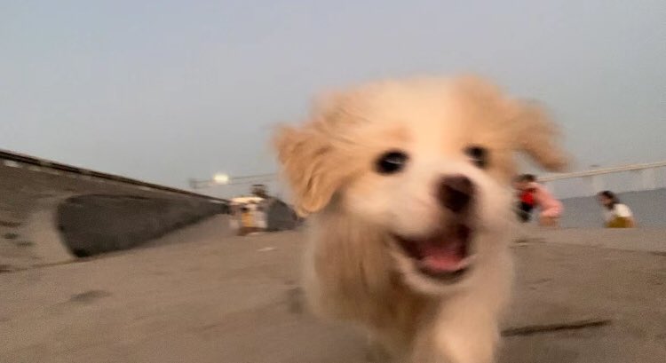 piinkibun's tweet image. happy