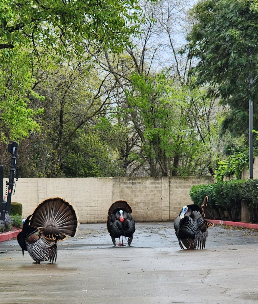 pachecobiz's tweet photo. Spring is here. Just a hunch... https://t.co/ZXjsgQpNvT