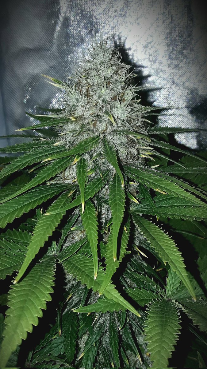 AdrycManellson's tweet photo. #Fantasías sobre #KaribeanMango de @Kannabia_Samen @KannabiaSeeds en #PureTent #RefPet bajo #ThePureLed48oPro @ThePureFactory_ #Sust #BatMix @PlagronAruba powered by @DPlantasur en #AdrycsCove para desearos Verde Mundo toda Alegría y Felicidad posibles en esta Tarde que finó.🧚♂️😎 https://t.co/0bgNtLXtD8